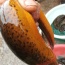 Lươn sống nuôi an toàn VietGAP giá tốt